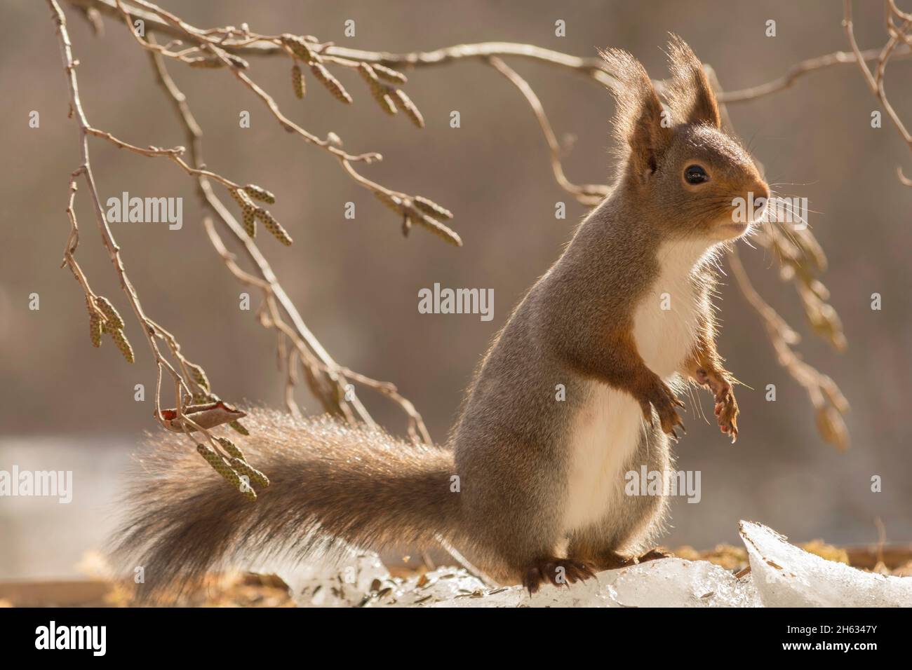 close up of red squirrel standing on snow with tree branches and sunlight behind Stock Photo