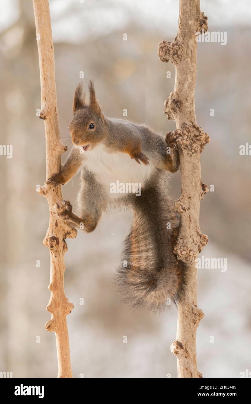 close up of red squirrel standing between two branches prepared to jump