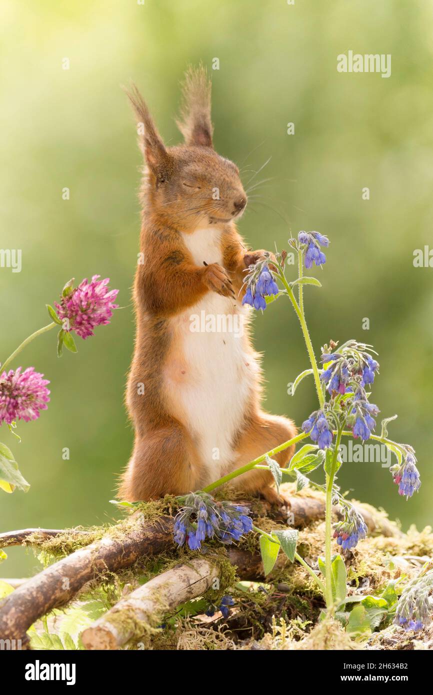 red squirrel standing with blue flowers with closed eyes Stock Photo