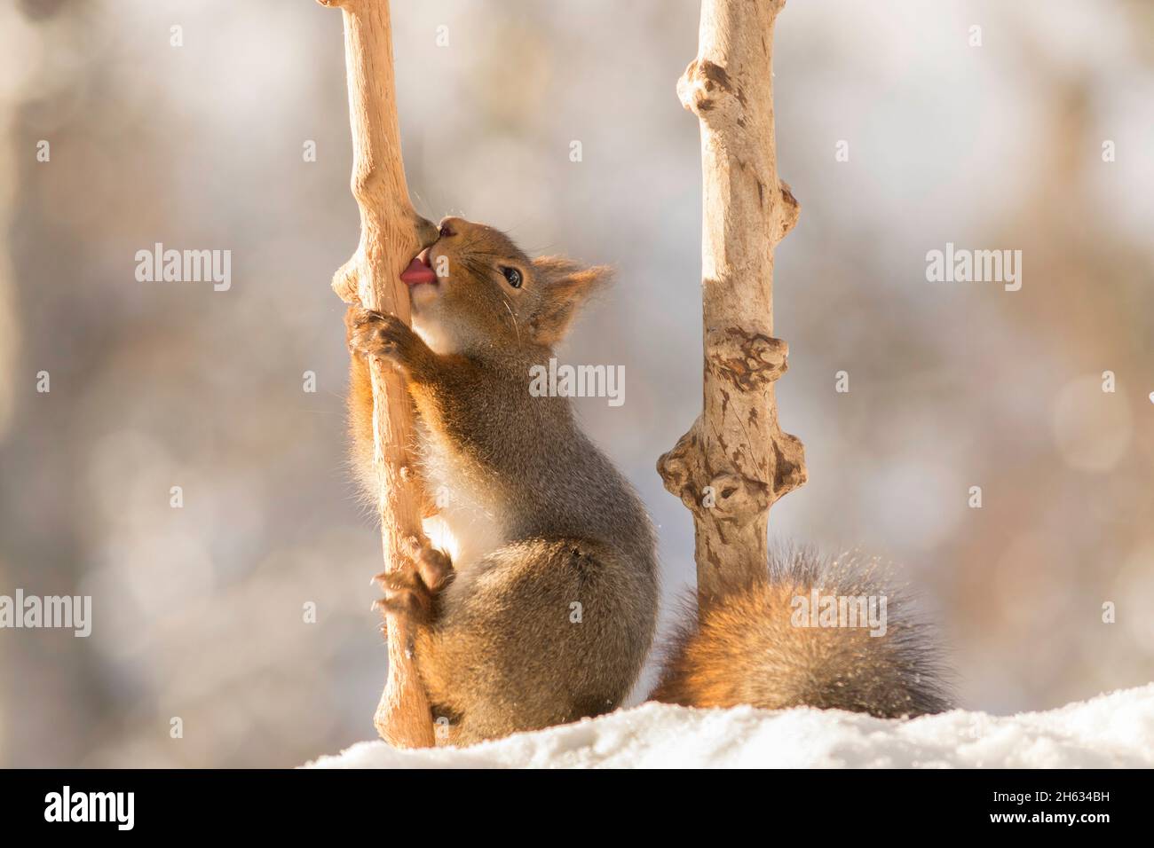 close up of red squirrel holding and licking a branch with snow beneath Stock Photo