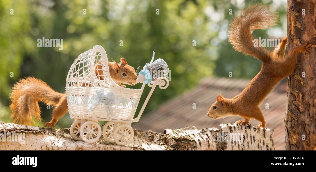 red squirrel with a pram holding a nursing bottle with another watching Stock Photo