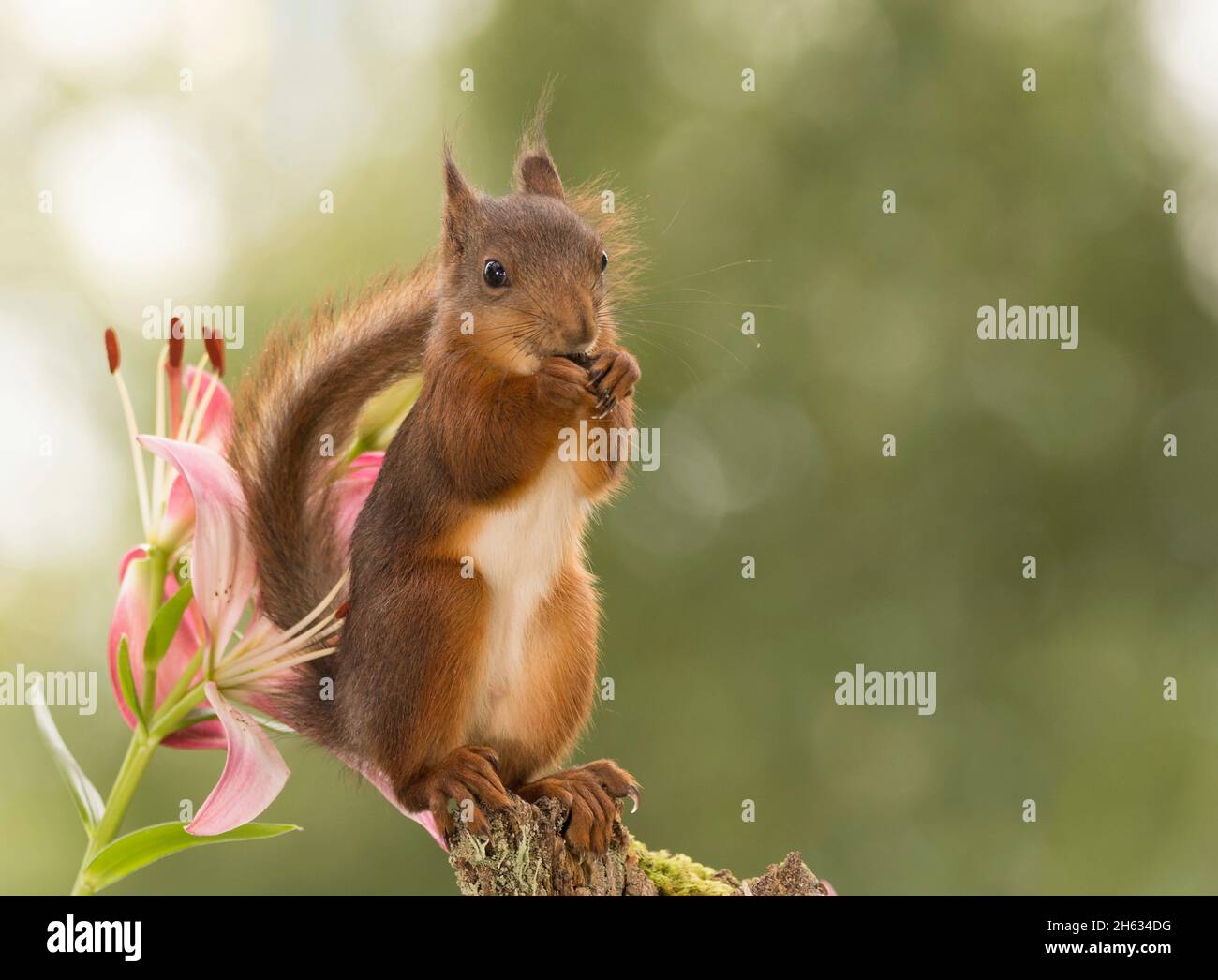 close up of red squirrel standing on tree trunk with a lily behind Stock Photo