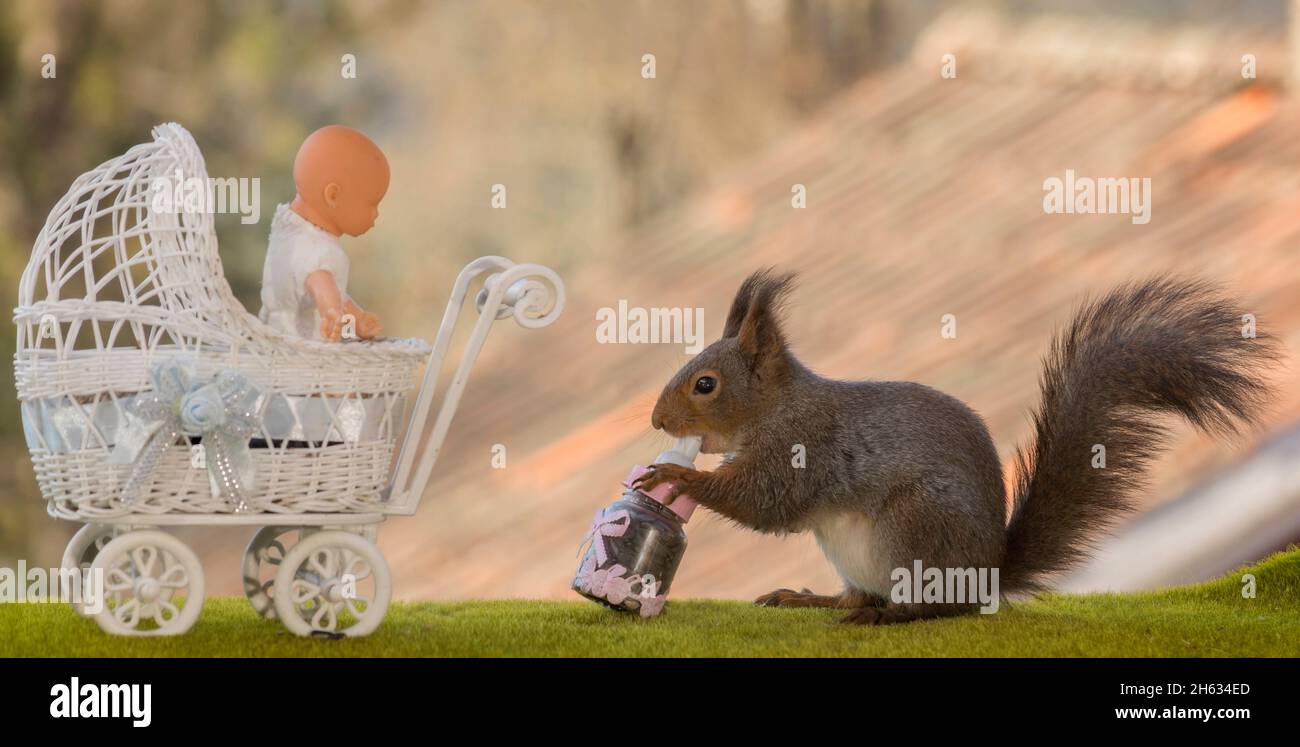 red squirrel holding a nursing bottle with a baby in pram Stock Photo