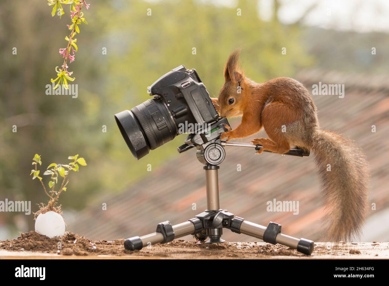 red squirrel who is standing behind a camera pointed at a egg with small plant Stock Photo