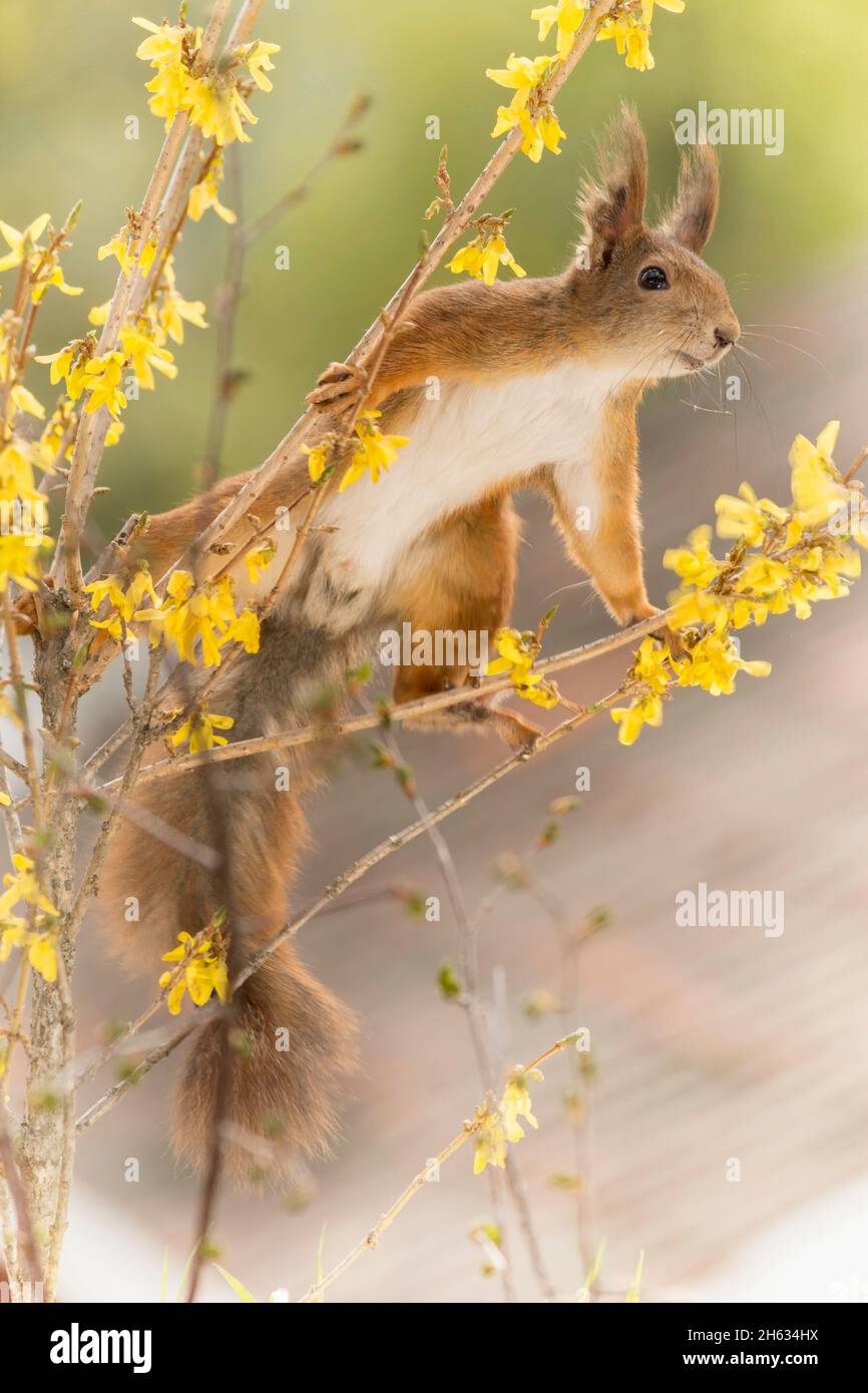 close up of red squirrel standing on branches with yellow flowers in sunlight Stock Photo