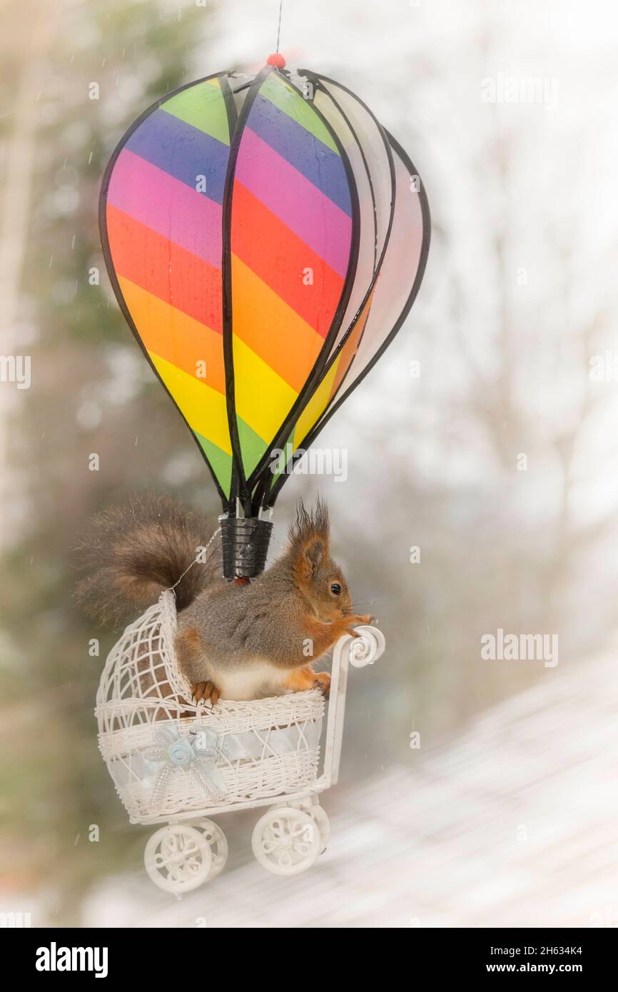 close up of red squirrel in a pram hanging under a rainbow balloon in the air Stock Photo
