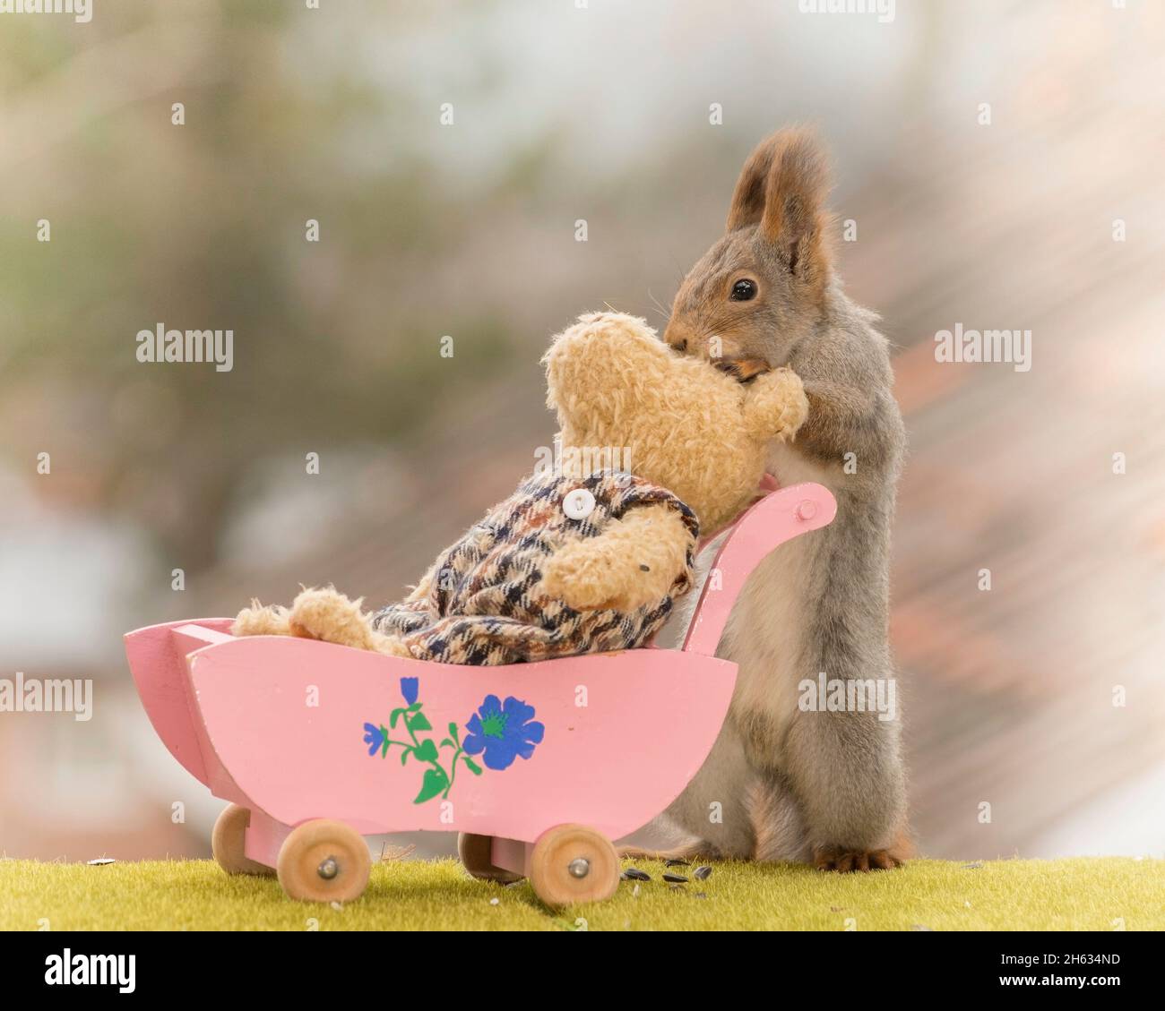 red squirrel holding a pram with a bear Stock Photo