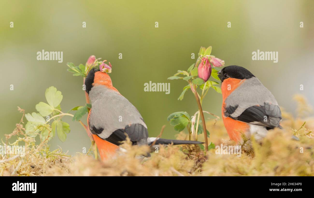 close up of two male bullfinch on moss with flowers Stock Photo
