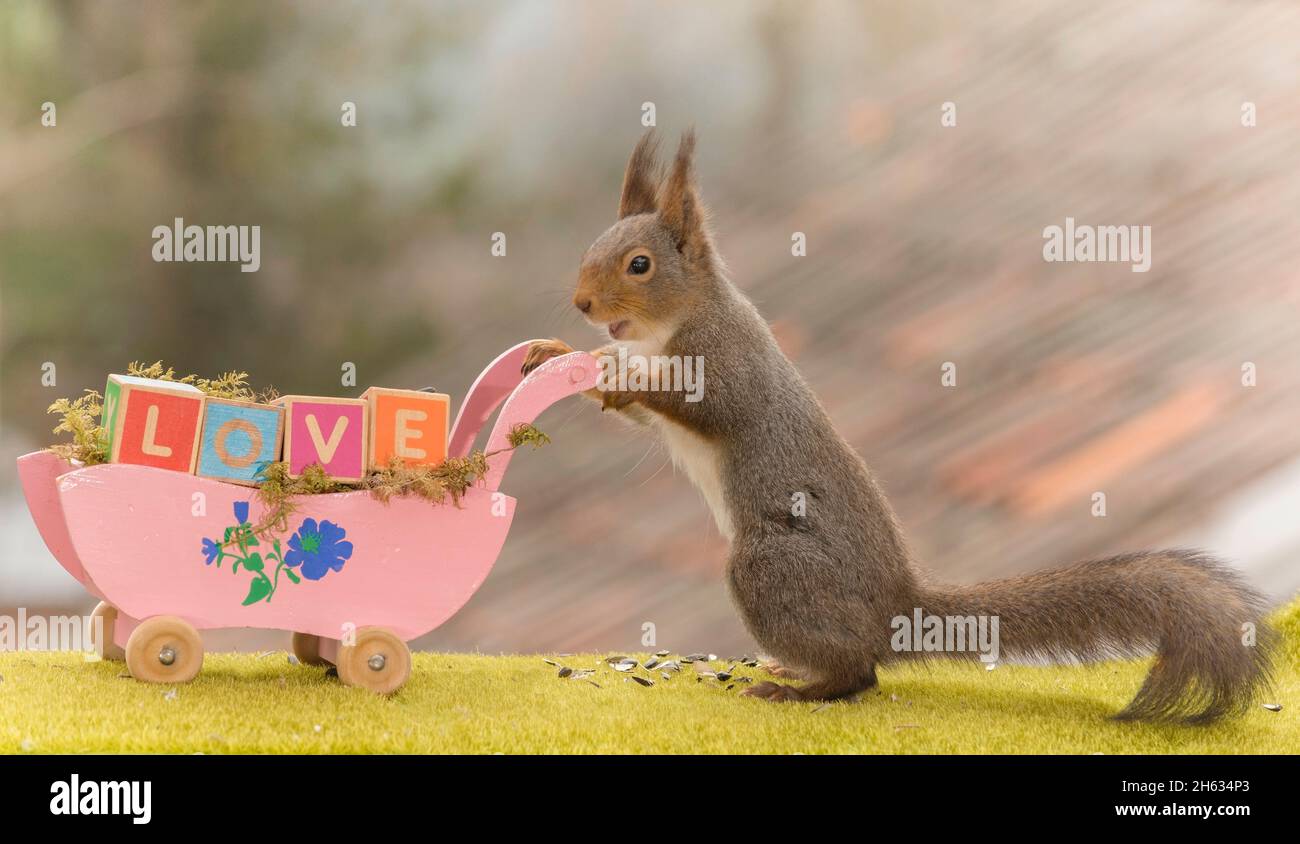 red squirrel holding a pram with wooden blocks with the word love Stock Photo