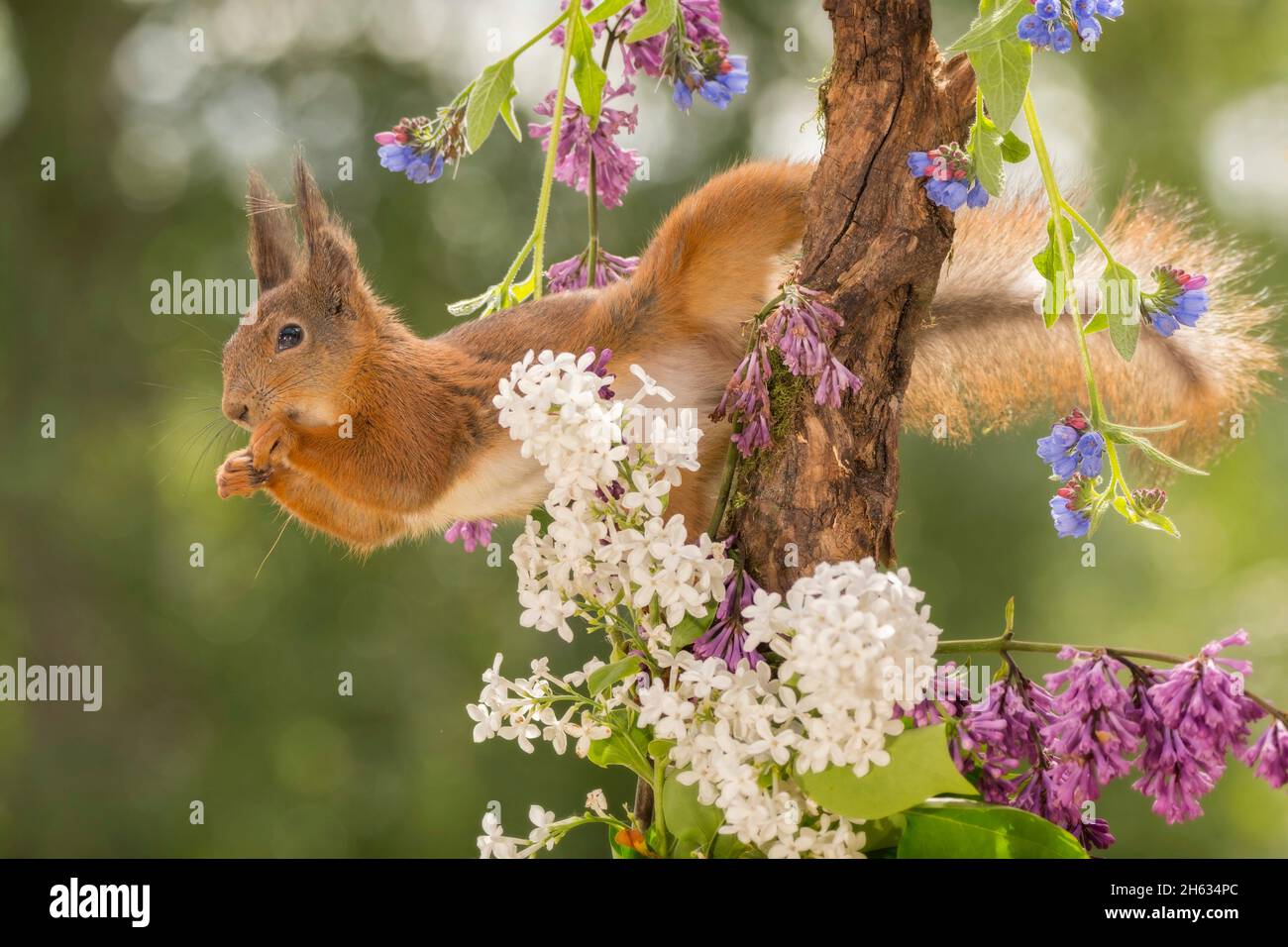close up of head of red squirrel standing between flowers on tree trunk Stock Photo