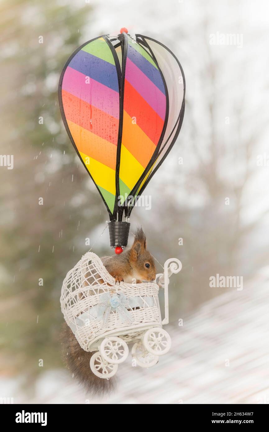 close up of red squirrel in a pram hanging under a rainbow balloon in the air Stock Photo