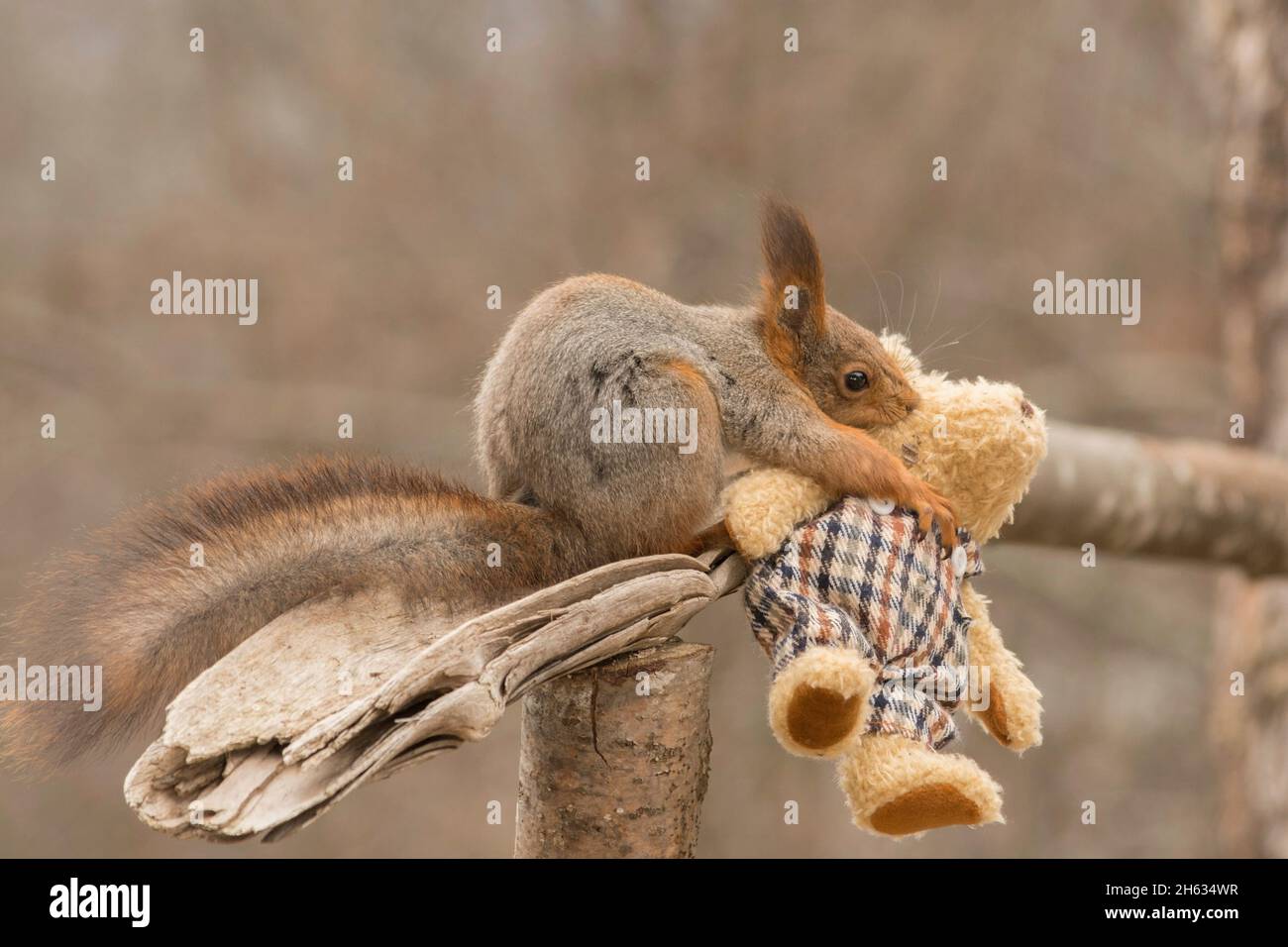 red squirrel holding a bear in the mouth Stock Photo