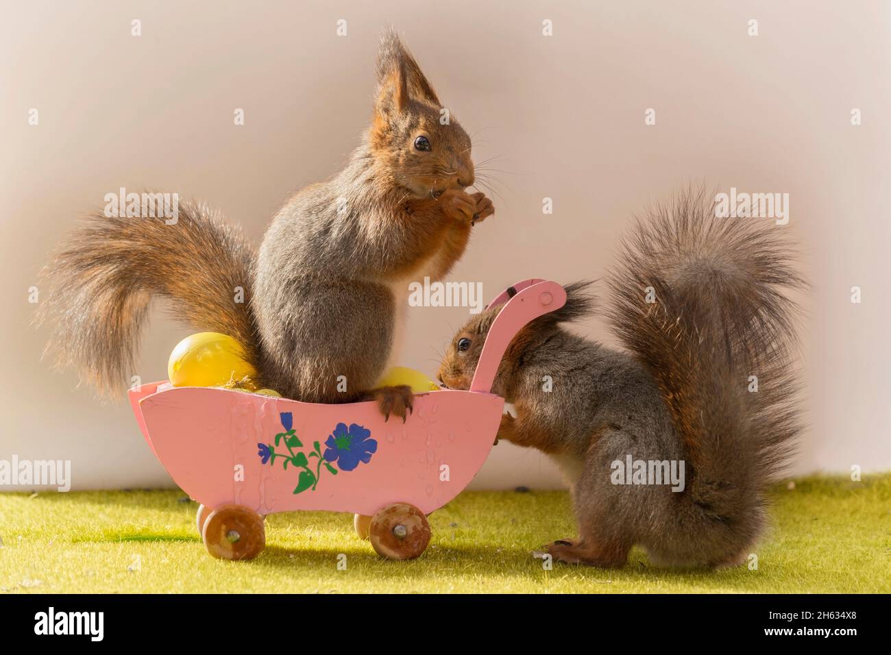 close up of red squirrels wih a pram filled with eggs Stock Photo