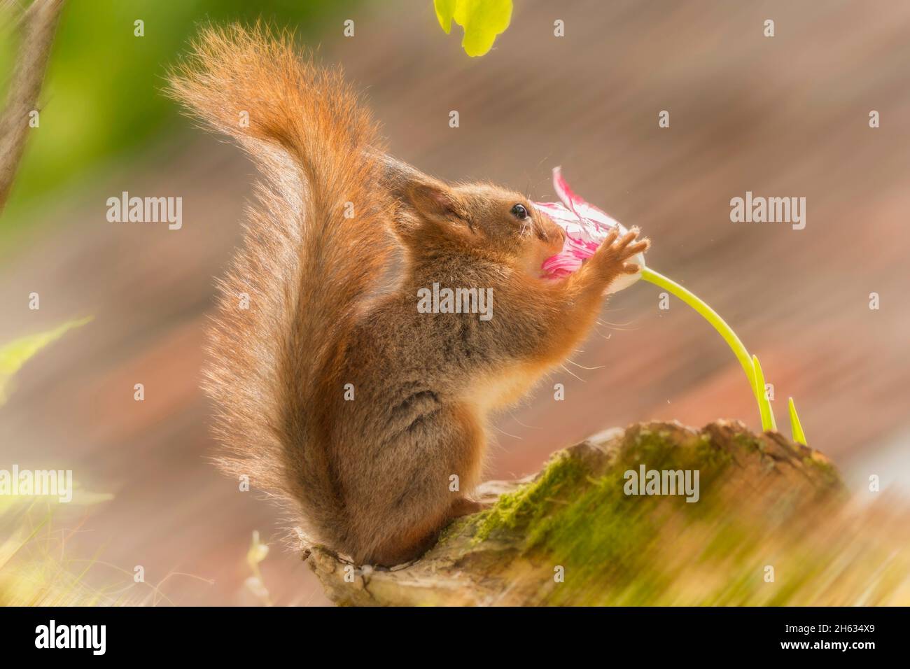 Close up of young red squirrel holding eating tulip flower hires stock