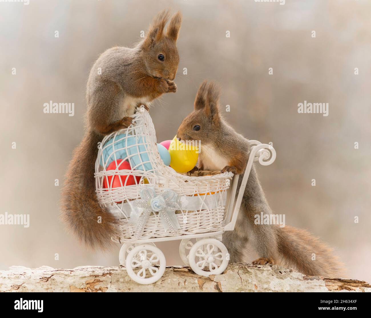 close up of red squirrel on a pram with eggs and another with it Stock Photo