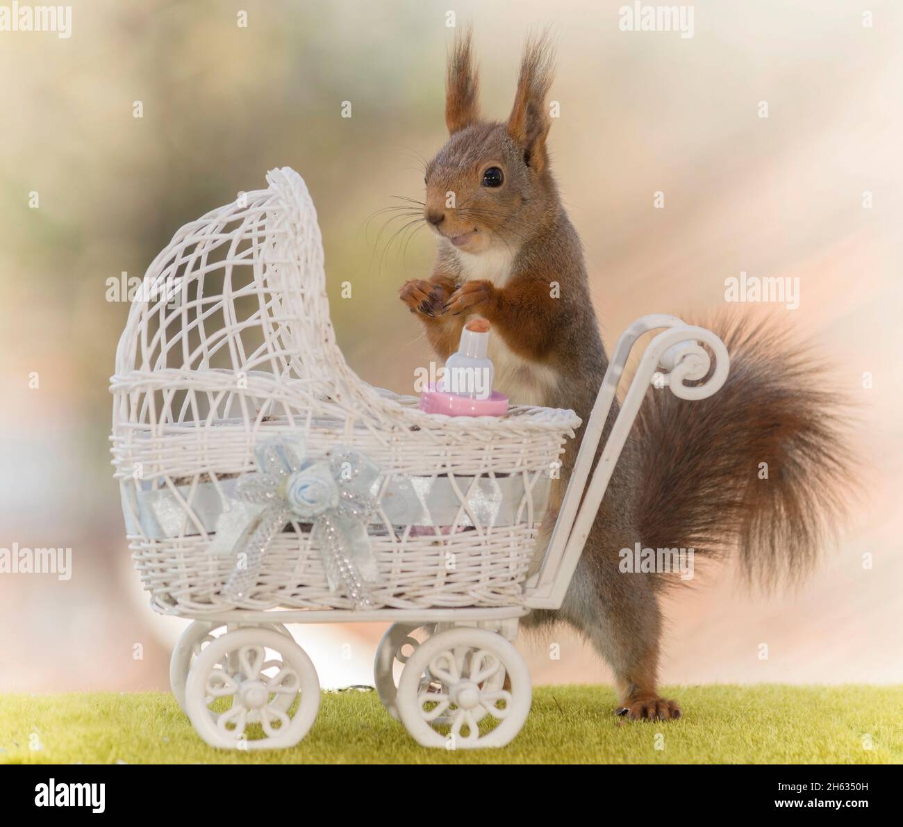 red squirrel holding a pram Stock Photo