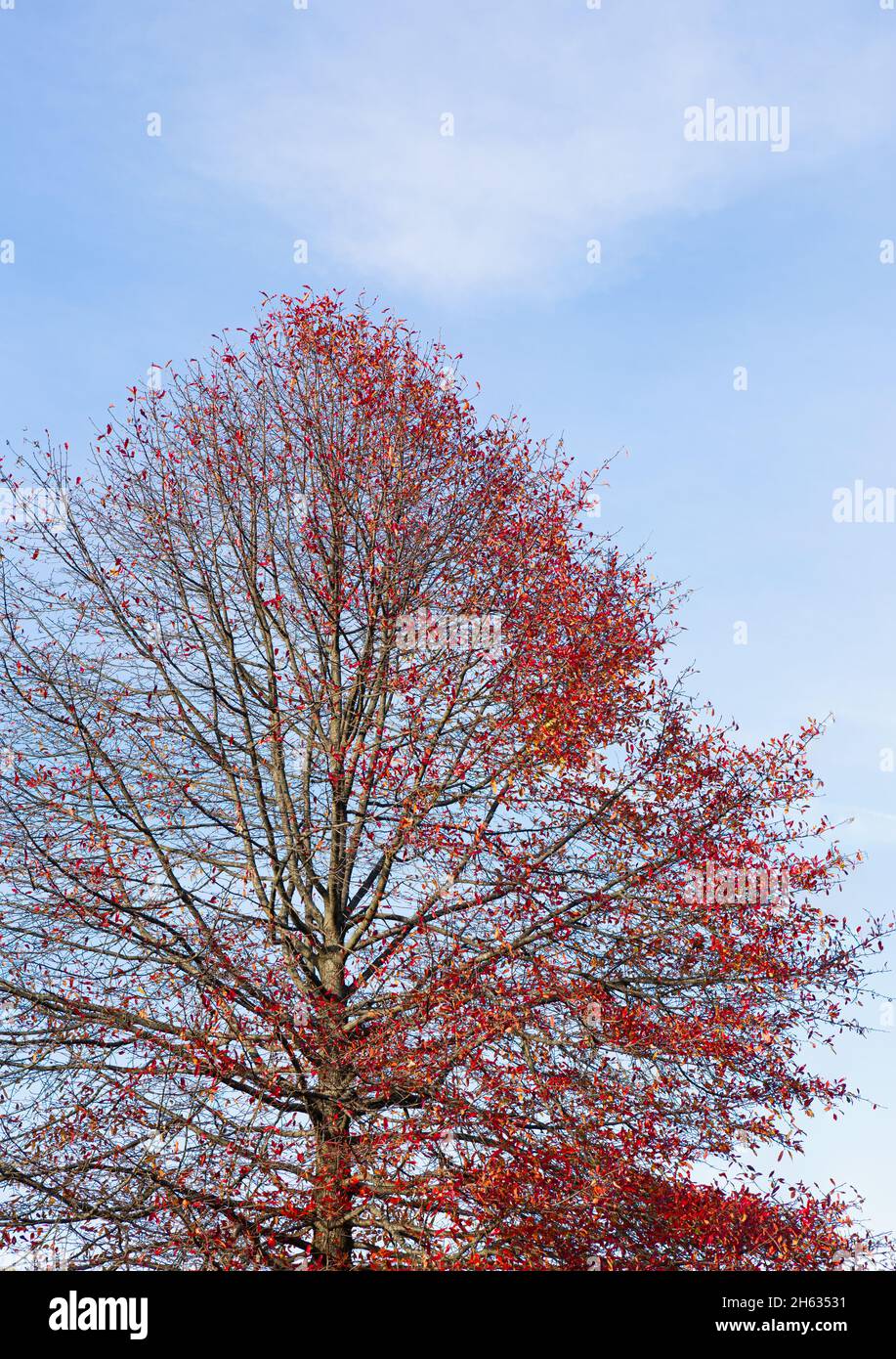 Beautiful tree with autumn leaves against a bright blue sky Stock Photo ...