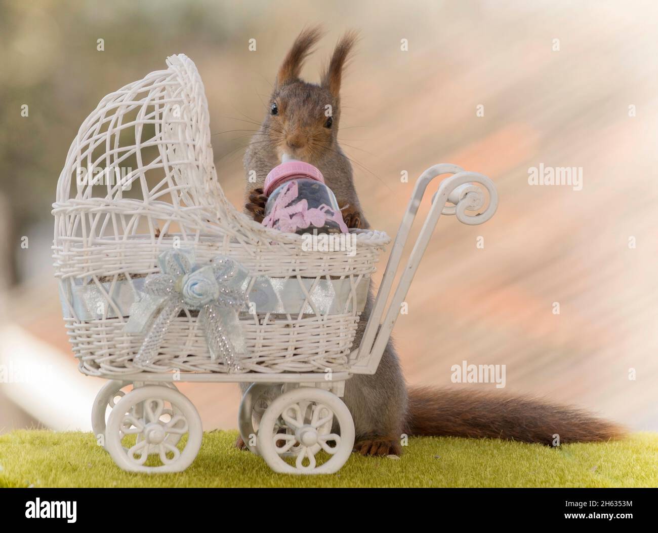 red squirrel with a pram holding a nursing bottle Stock Photo