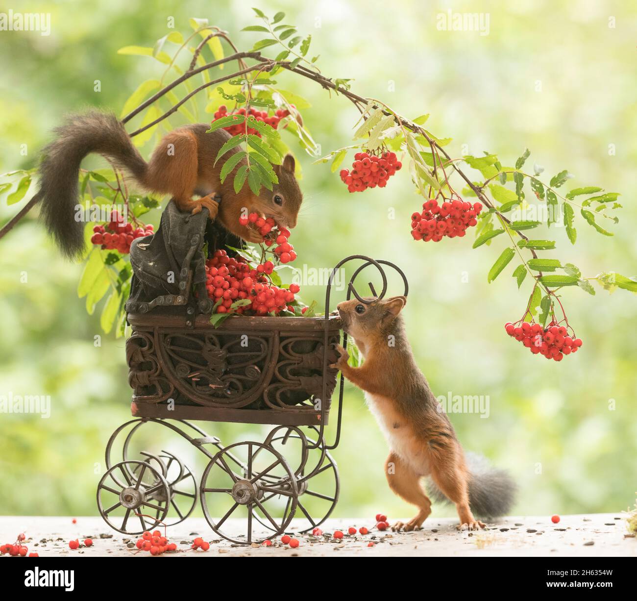 red squirrels with stroller and rowan berries Stock Photo