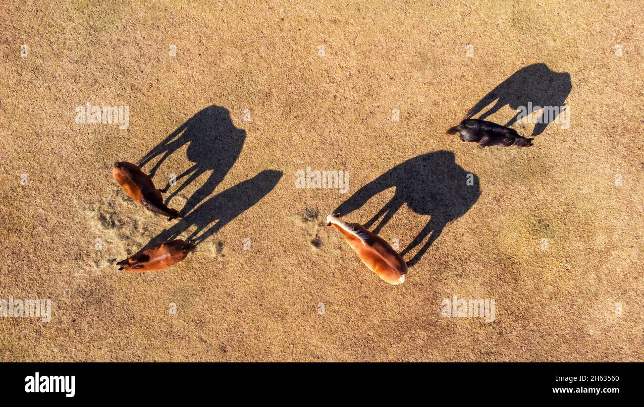 Bird's eye view of four horses eating hay in fall pasture in the morning, with their shadows stretching out next to them Stock Photo