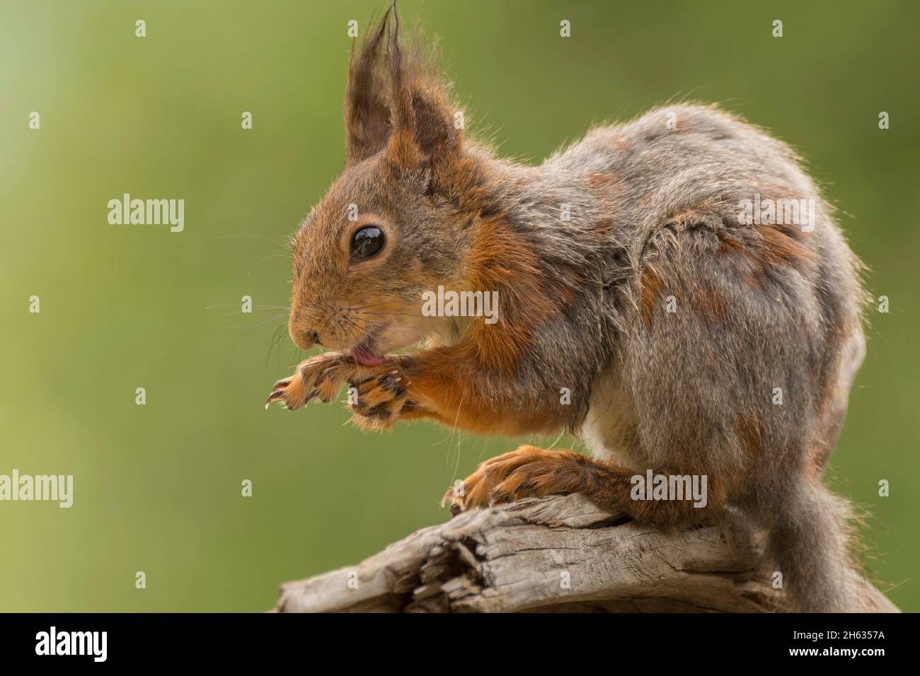 close up of red squirrel holding and licking the feet Stock Photo