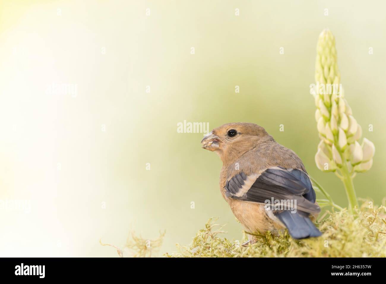 profile and close up of a young finch on moss with flowers Stock Photo