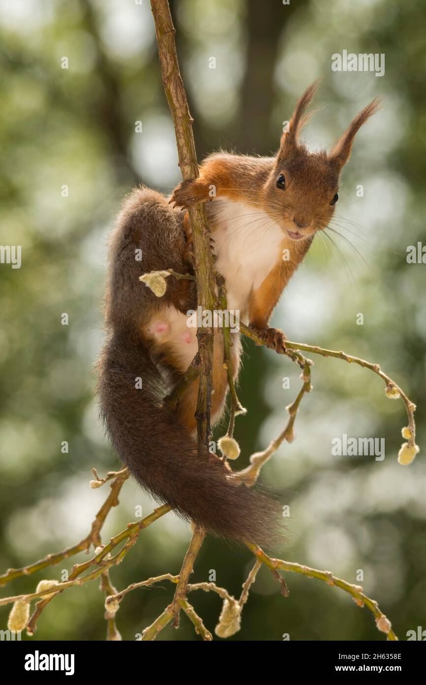 close up of red squirrel standing on willow branches looking at the viewer Stock Photo
