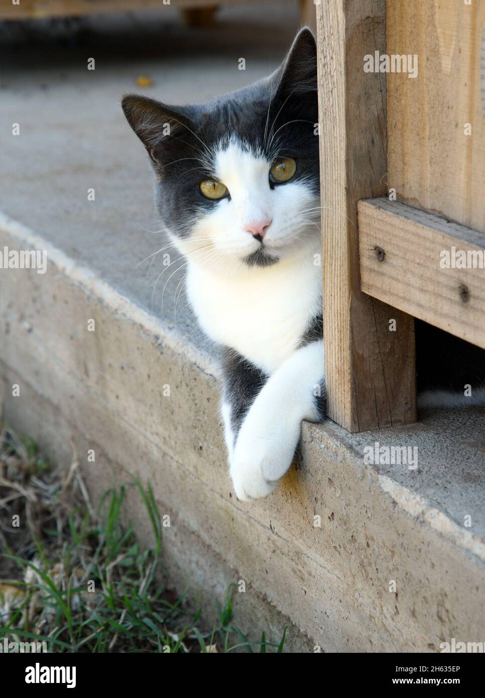 Gray and white spotted cat peeking around a flower box Stock Photo