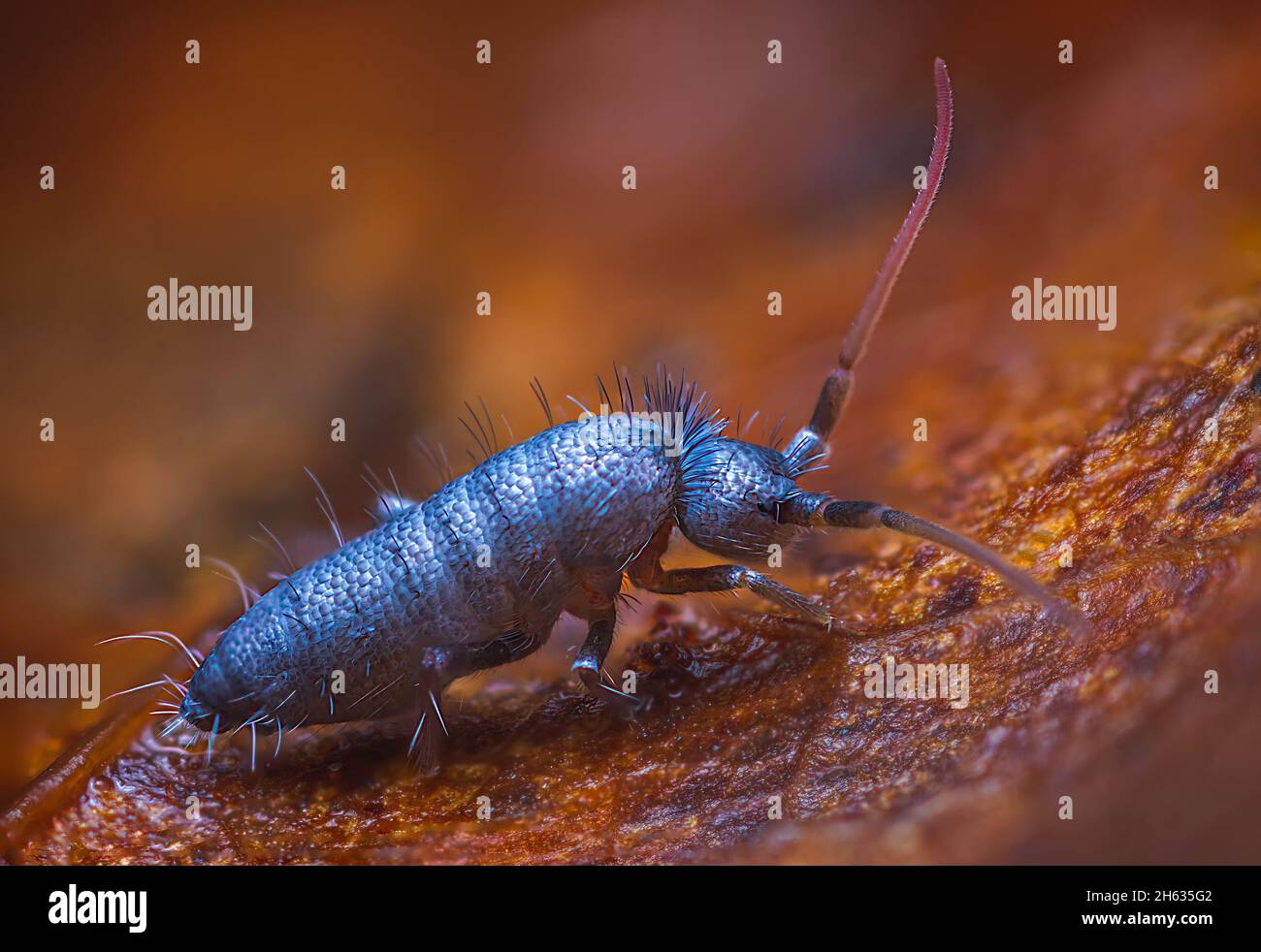 Slender springtail, Orchesella flavescens on wood, close up focus stacked macro photo Stock Photo