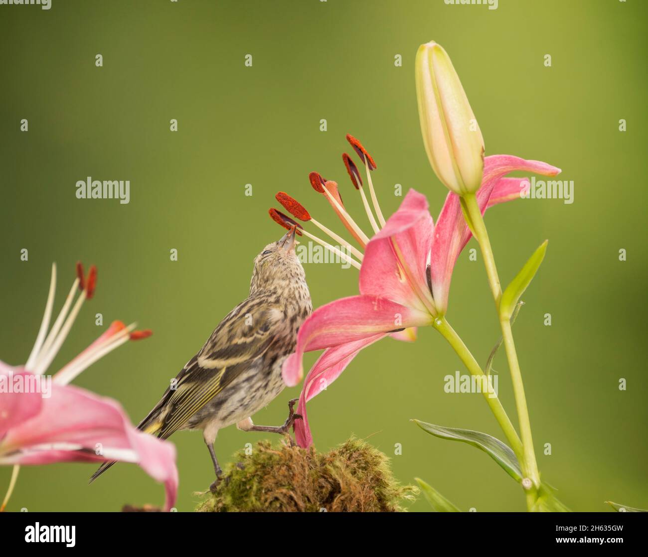 close up of a siskin eating anther from a lily Stock Photo