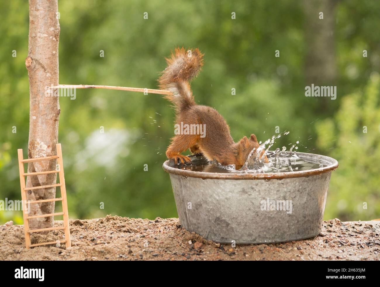 close up of red squirrel diving in an bath tub Stock Photo