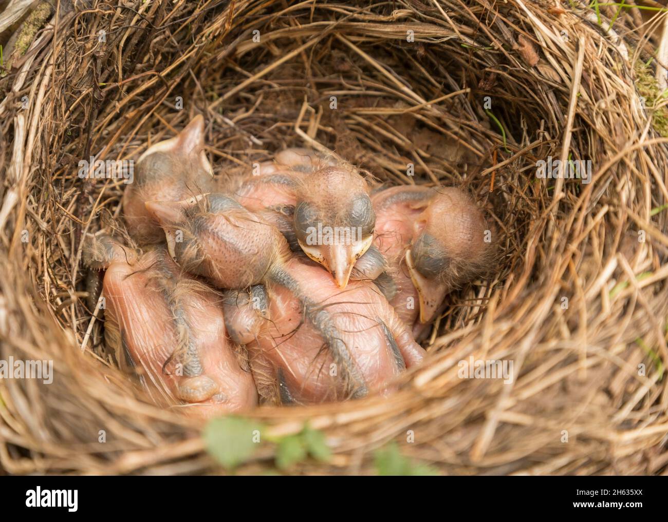 close up of young blackbirds nestling in a nest Stock Photo