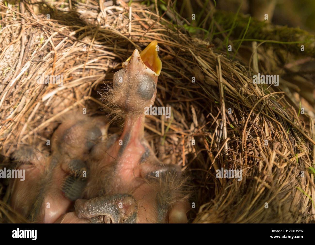 close up of a blackbird nestling in a nest Stock Photo