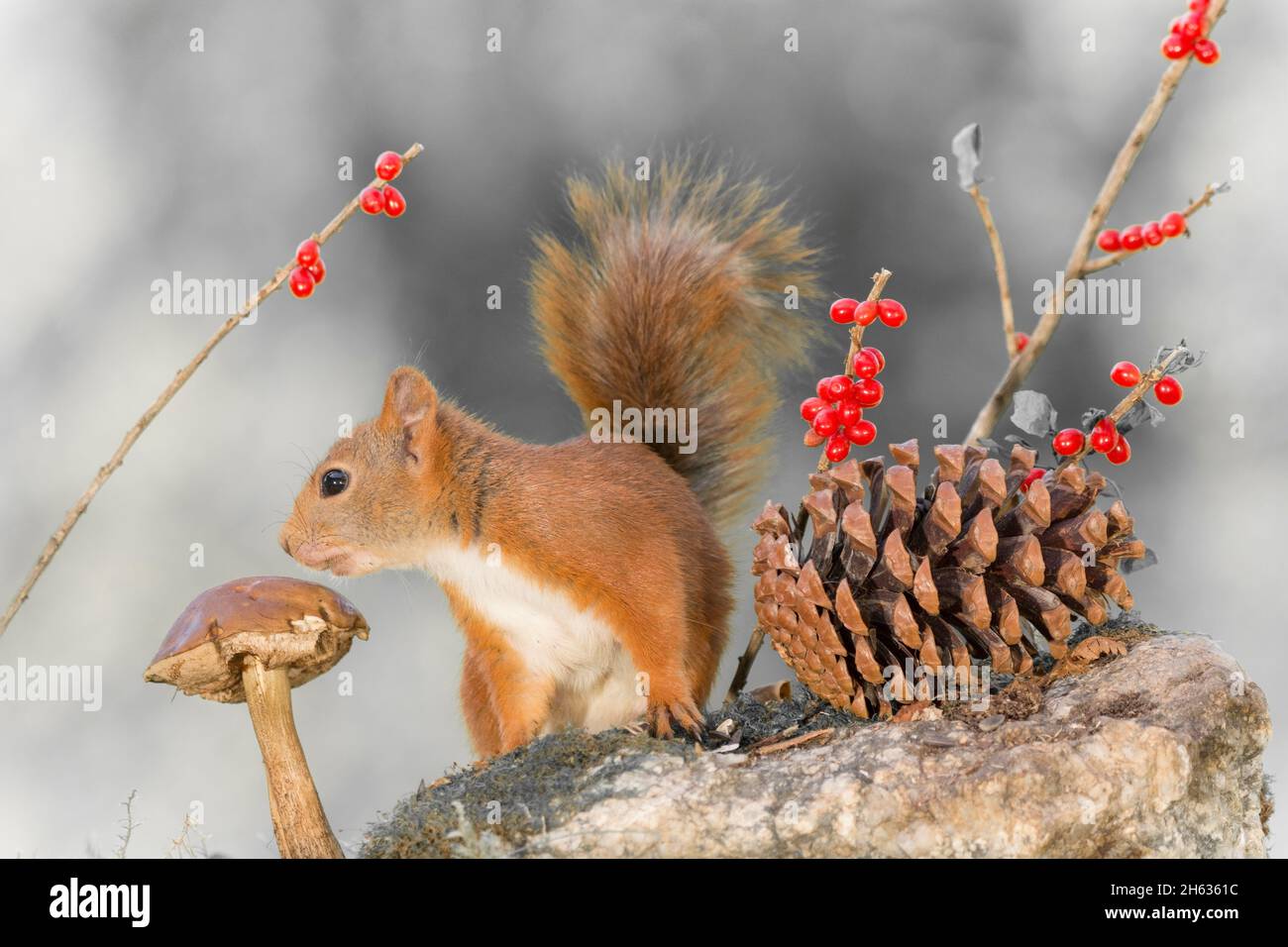 Red squirrel standing with a mushroom and pine cone hires stock
