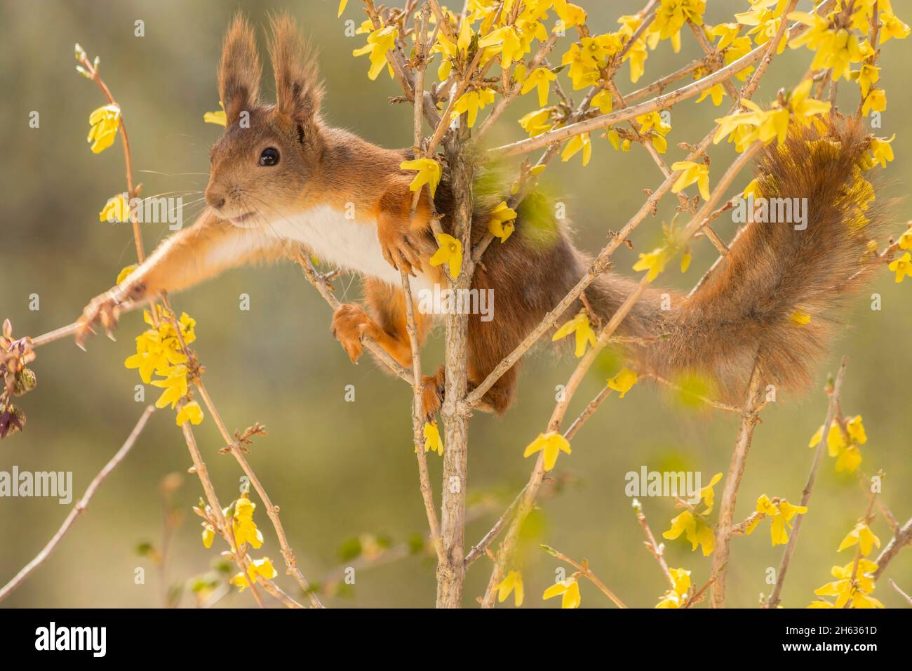 close up of red squirrel standing on branches with yellow flowers in sunlight Stock Photo