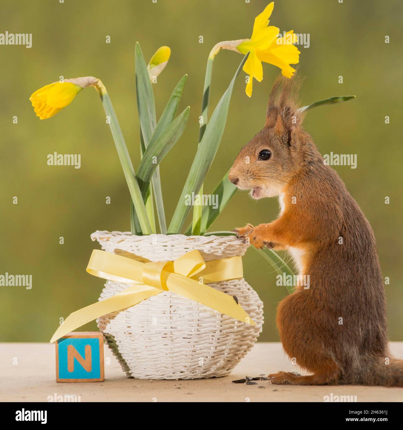 close up of red squirrel standing with basket with narcissus flowers and capital n Stock Photo