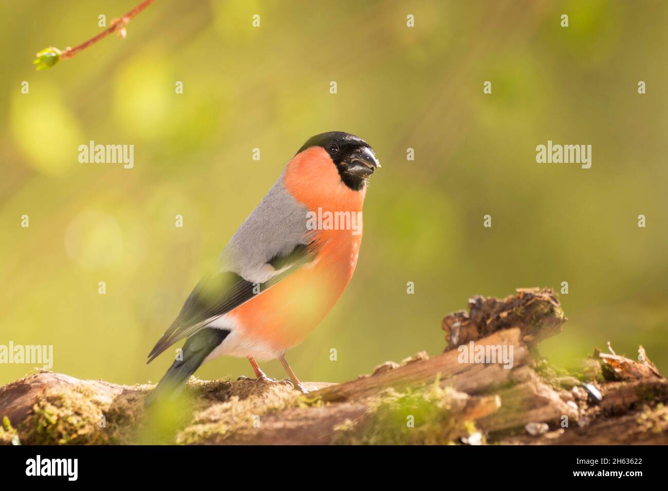 profile and close up of a male bullfinch behind leaves Stock Photo