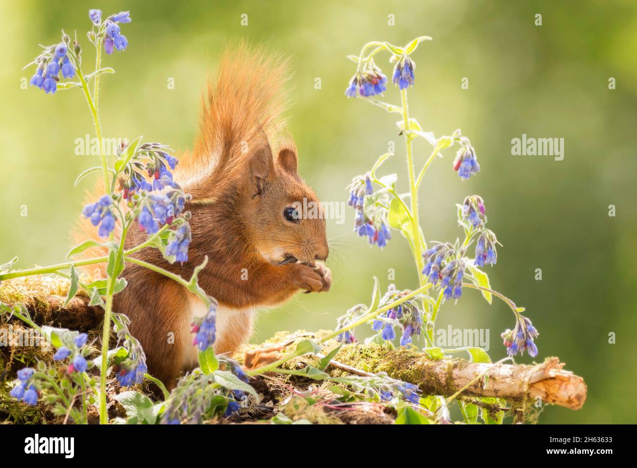 red squirrel standing with blue flowers in sunlight Stock Photo
