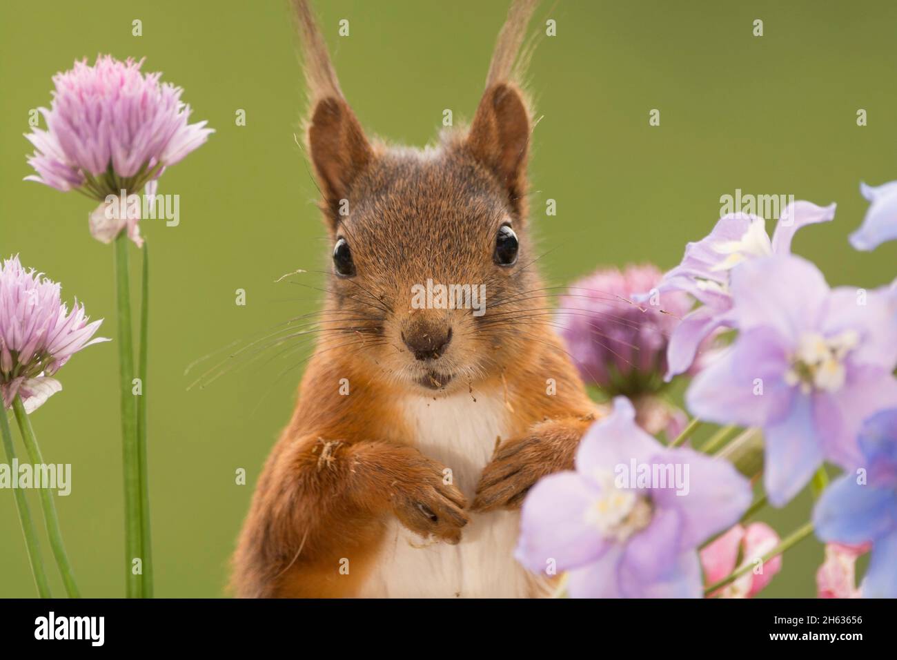 red squirrel standing with flowers in sunlight looking at the viewer Stock Photo