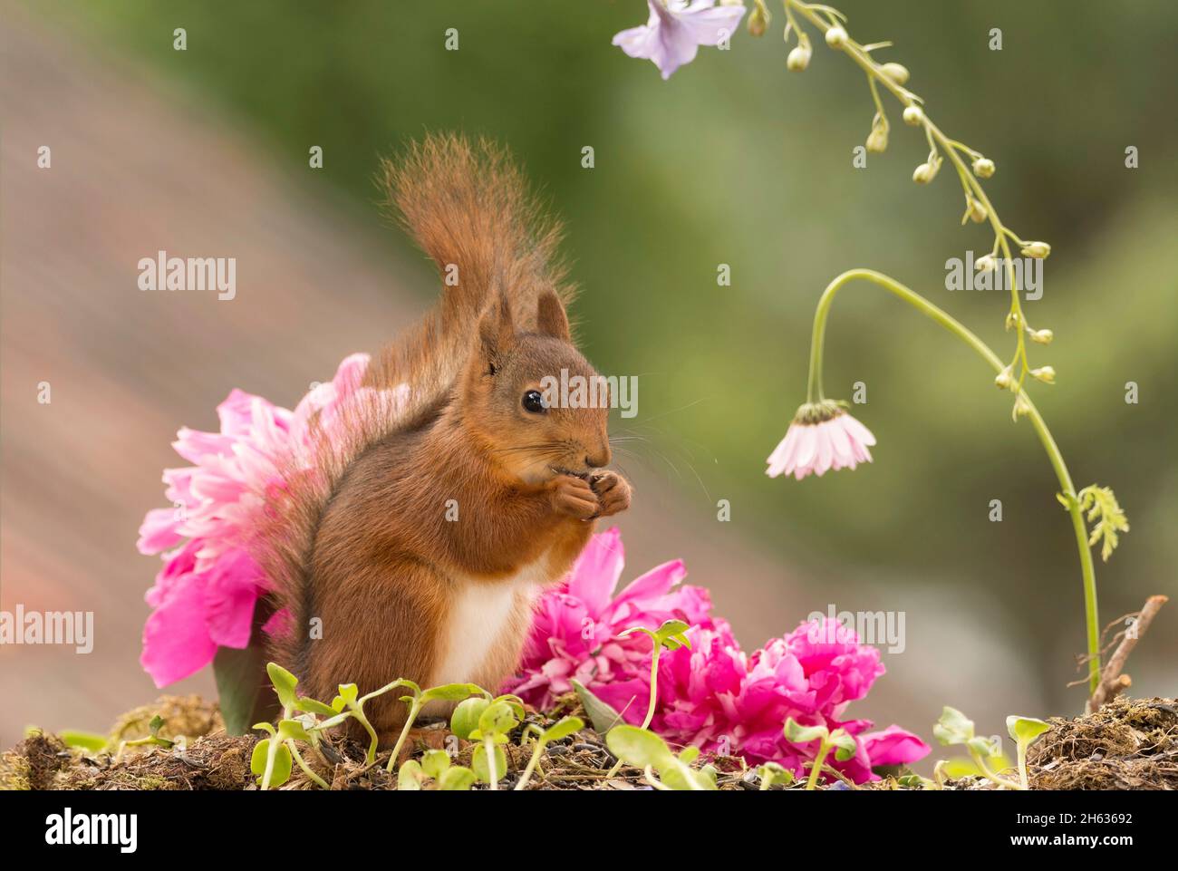 red squirrel standing with flowers in sunlight and tail up Stock Photo