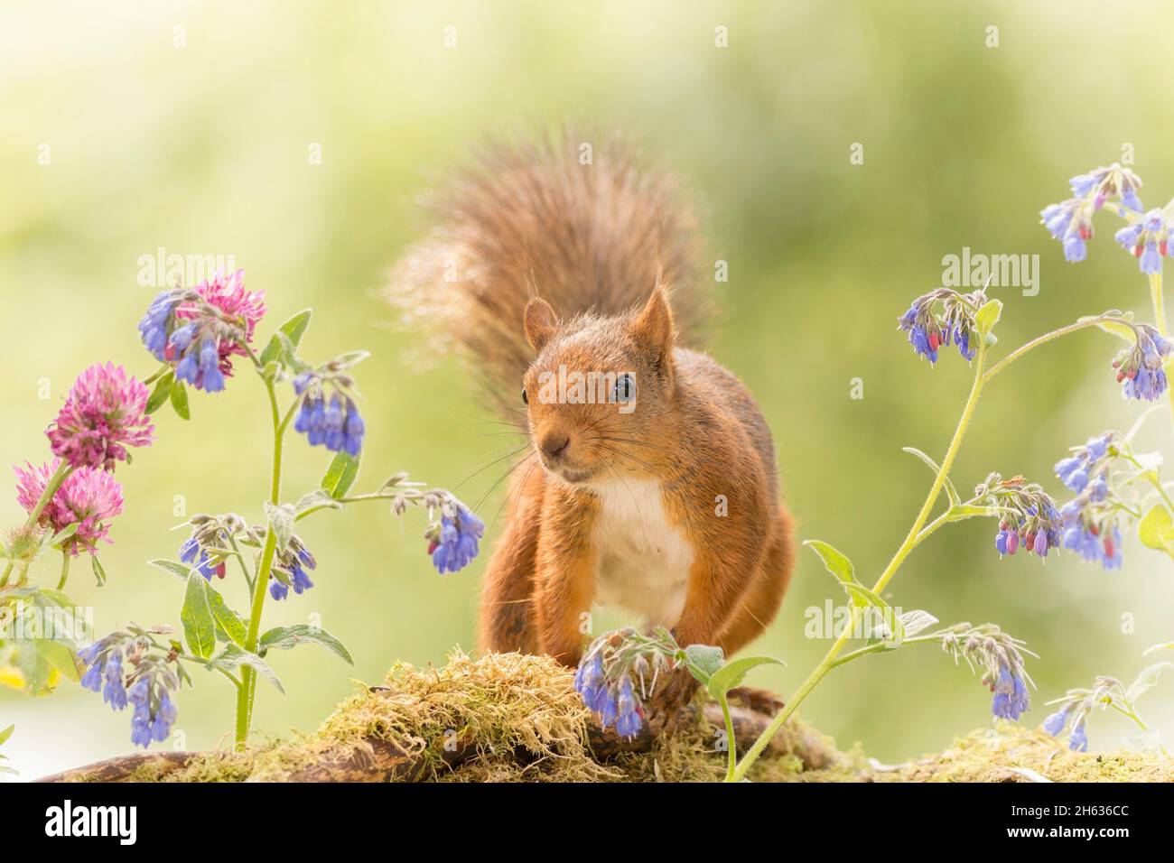 red squirrel standing with blue flowers in sunlight Stock Photo