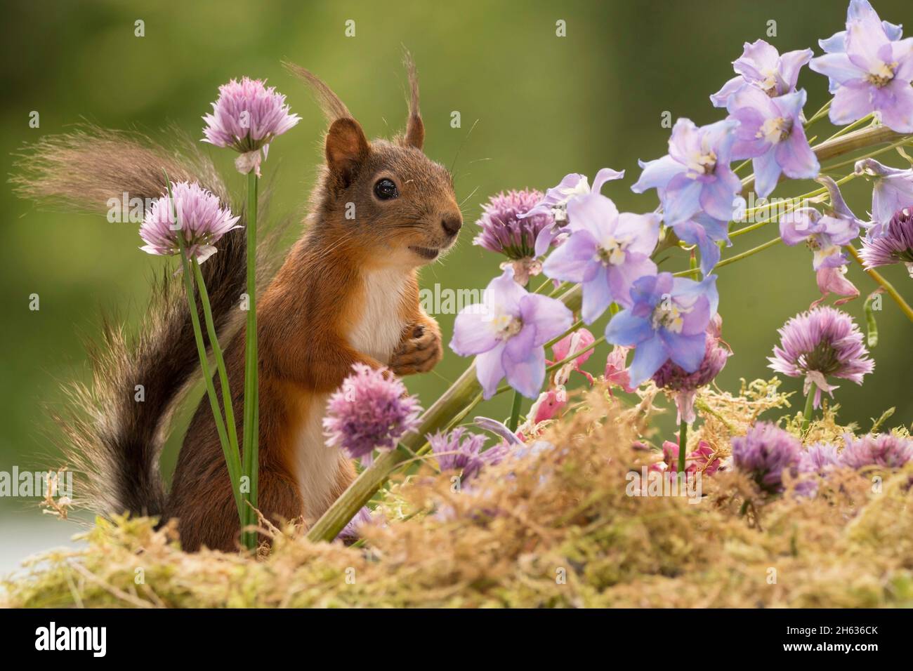 red squirrel standing with flowers in sunlight Stock Photo