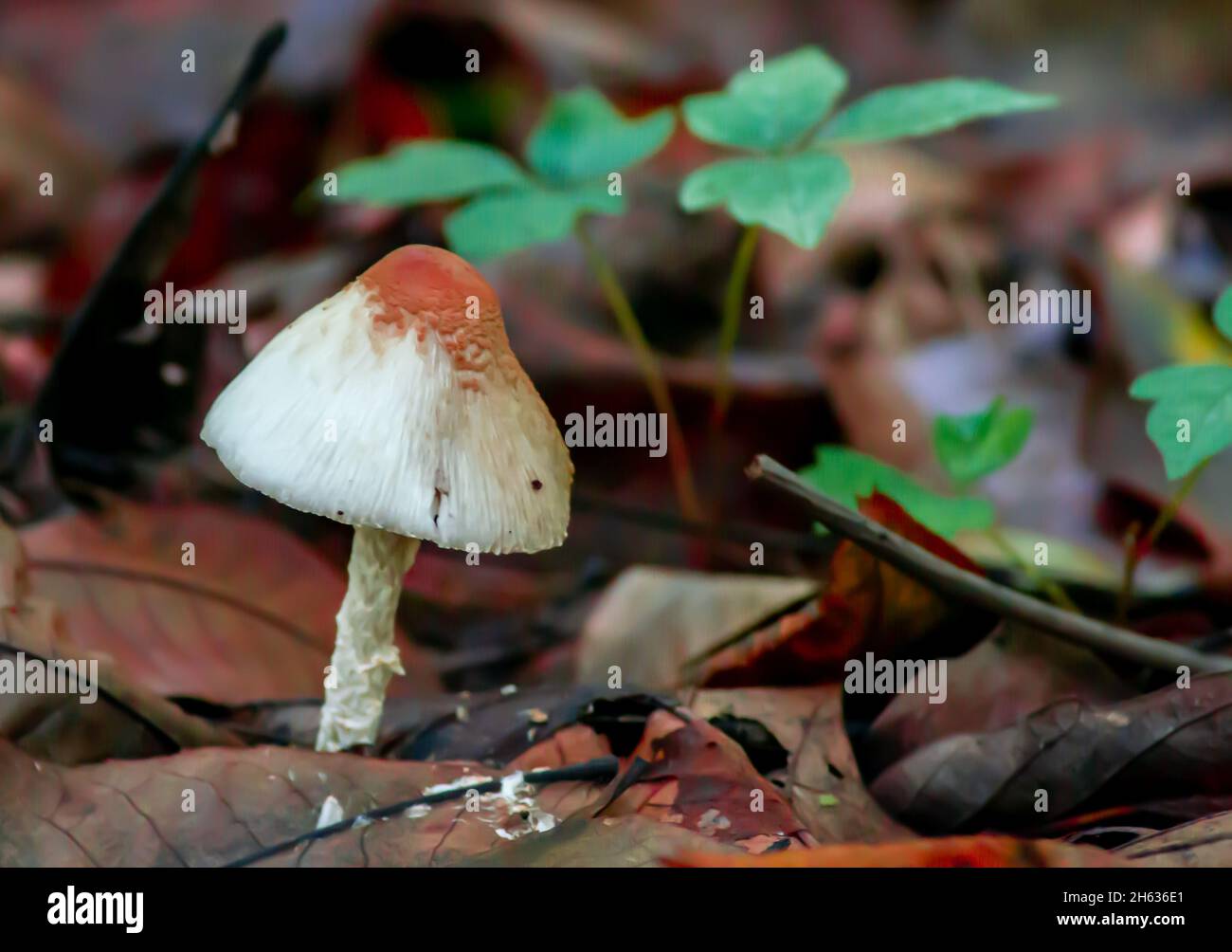 Close-up shot of a white Inocybe rimosa mushroom grown in the forest Stock Photo