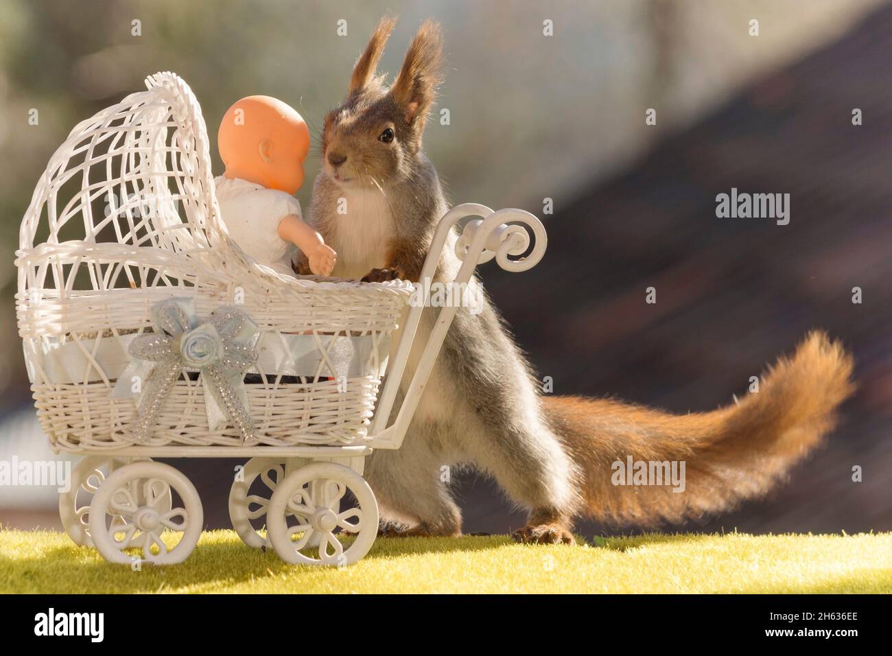 red squirrel looks at a baby in pram Stock Photo