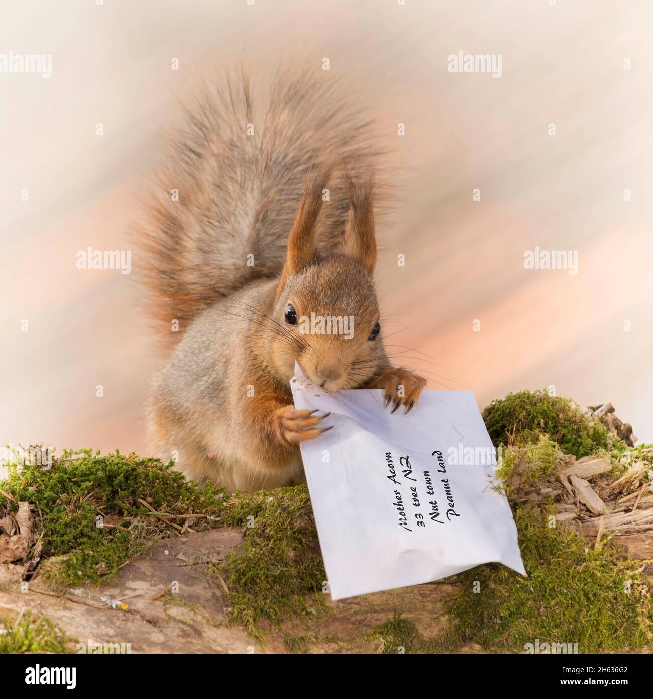 red squirrel holding and opening a letter with words mother acorn Stock Photo