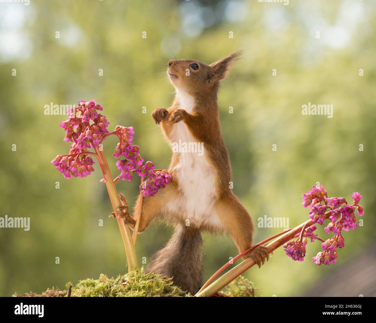 Close Up Of Red Squirrel Standing On Between Flower Branches Hi res 