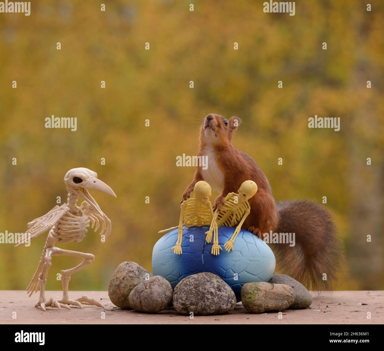 red squirrel is holding skeletons on egg with skeleton bird watching Stock Photo