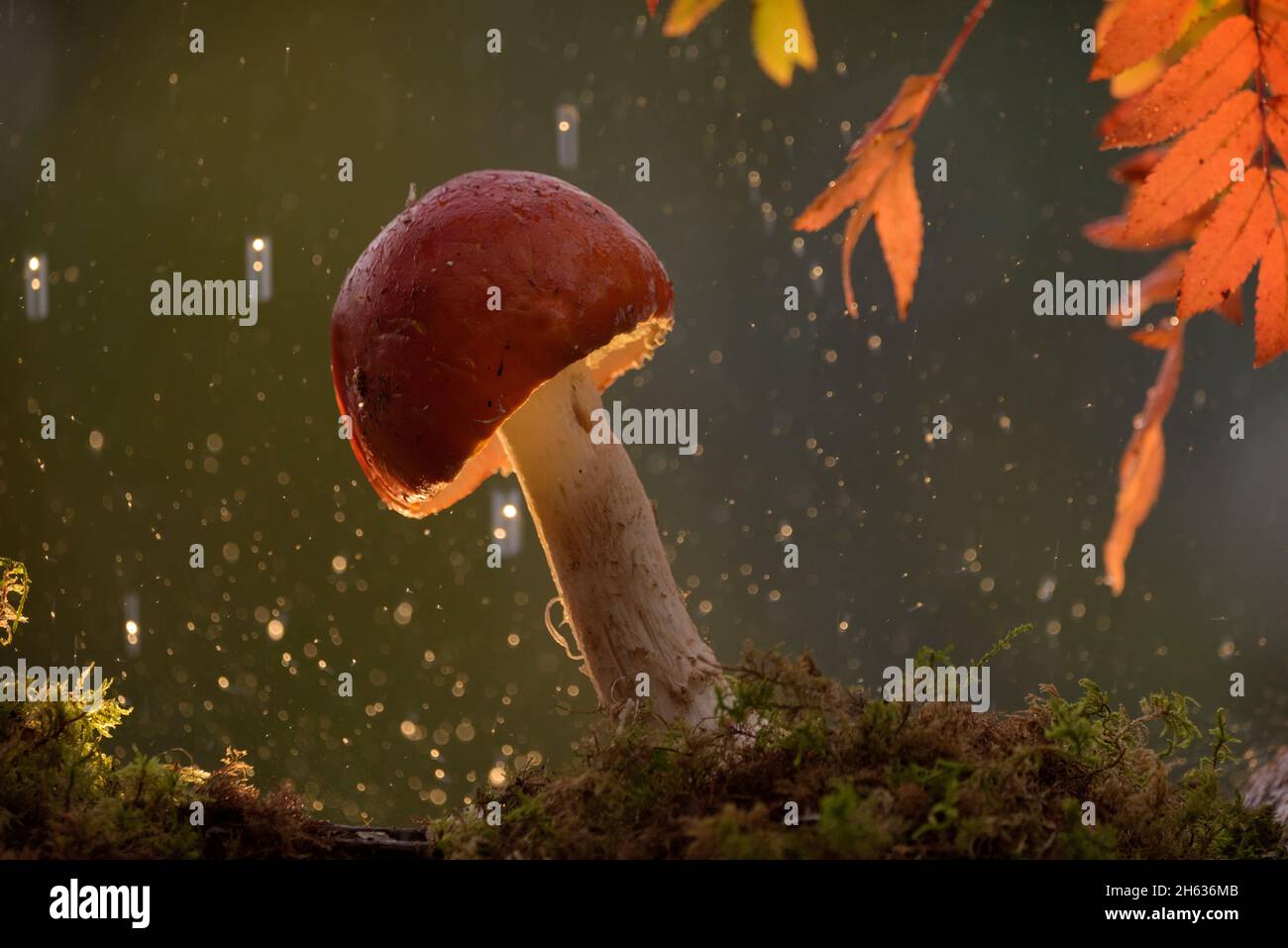 fly agaric mushroom in the rain Stock Photo