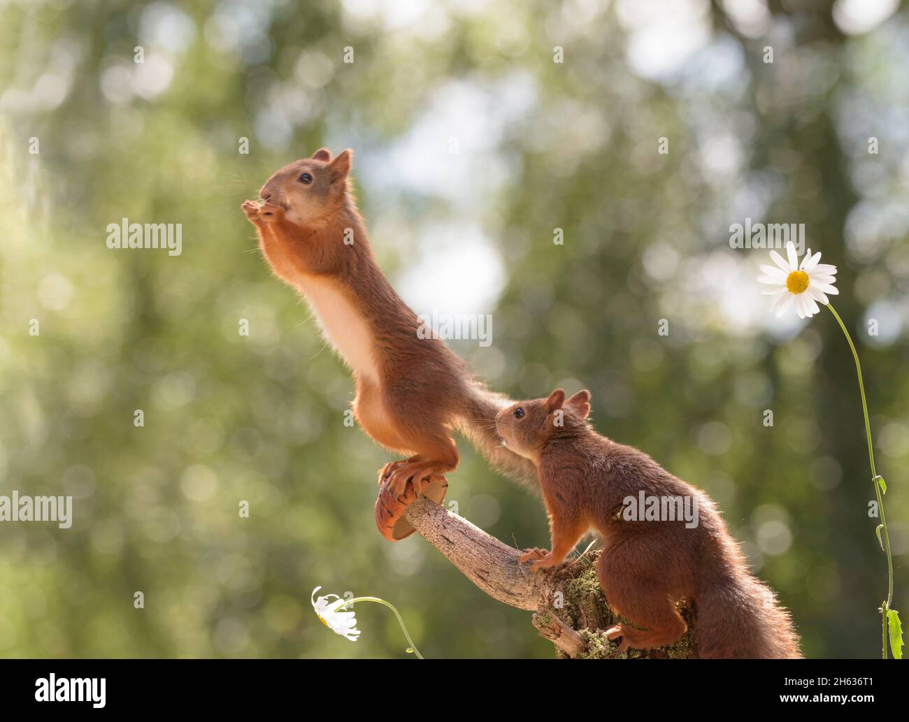 red squirrel on mushroom with daisy flowers another squirrel watching Stock Photo