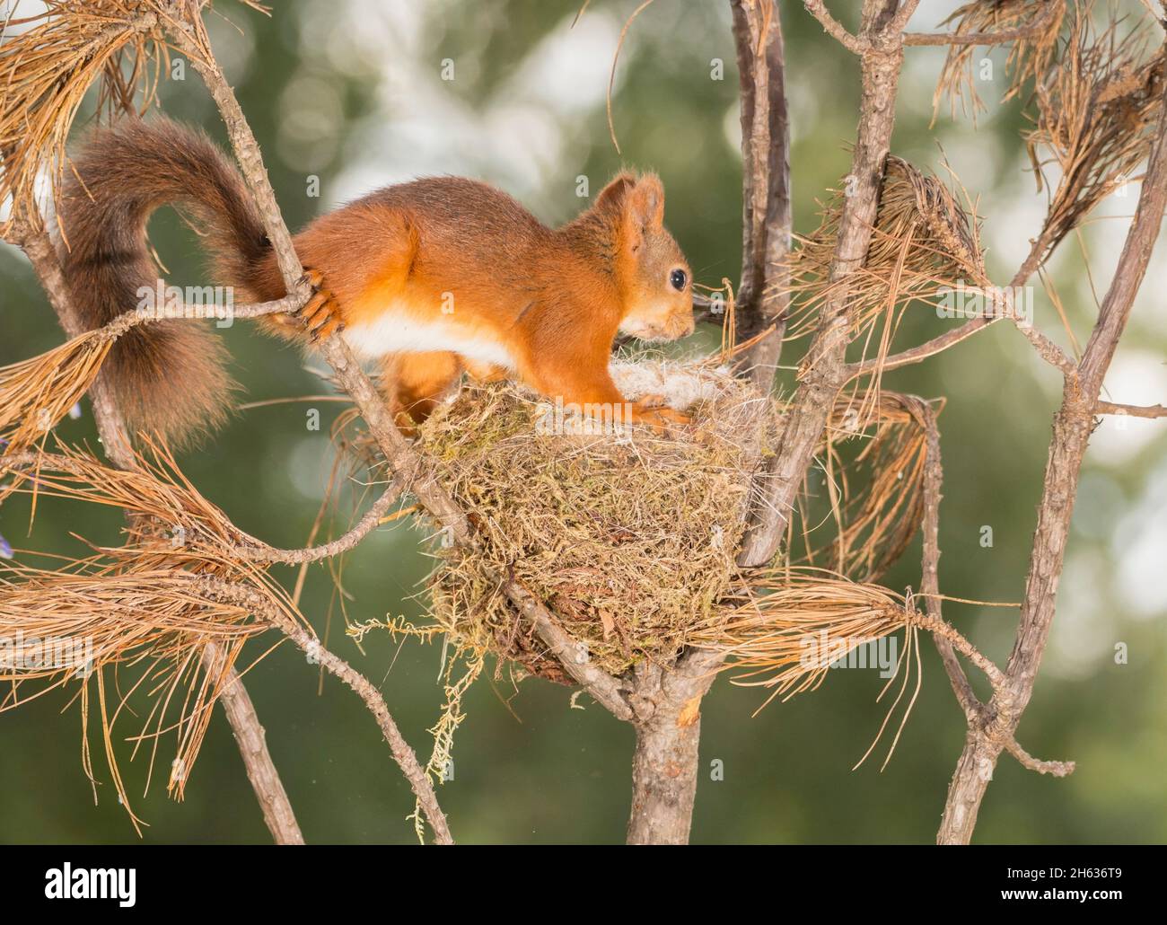 Red squirrel searching in tree with birds nest hires stock photography
